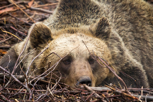 Portrait of an Eurasian Brown bear (Ursus arctos arctos) resting in the forest in Croatia in Velebit national park