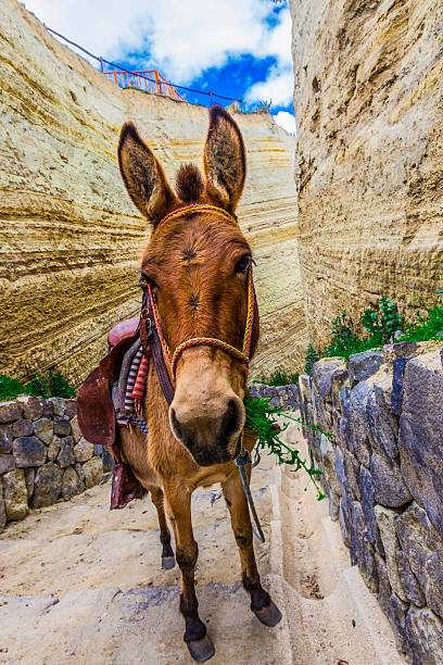 donkey stock photo
