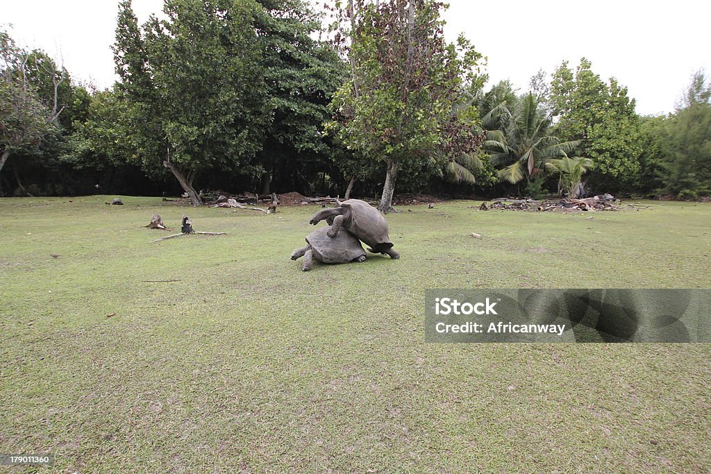 Tartaruga gigante di Aldabra, Aldabrachelys gigantea rapporti sessuali, Seychelles - Foto stock royalty-free di Accoppiamento animale