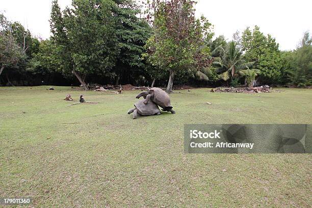 Tartaruga Gigante Di Aldabra Aldabrachelys Gigantea Rapporti Sessuali Seychelles - Fotografie stock e altre immagini di Accoppiamento animale