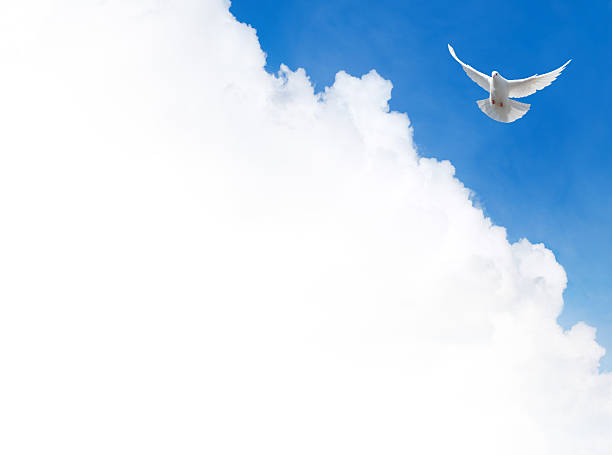 istock White dove flying in the sky 179011441