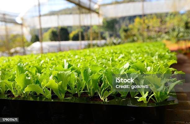 Photo libre de droit de Plantations De Légumes Bio banque d'images et plus d'images libres de droit de Agriculture - Agriculture, Aliment, Croissance