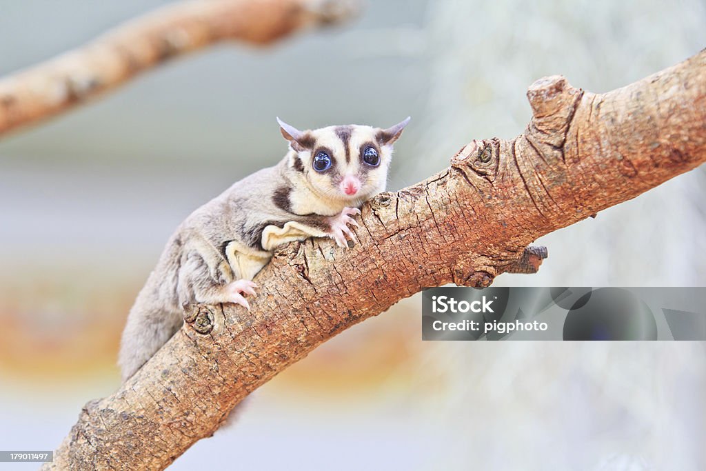 sugar glider Sugar glider lived in continent Austen lick Australia Stock Photo