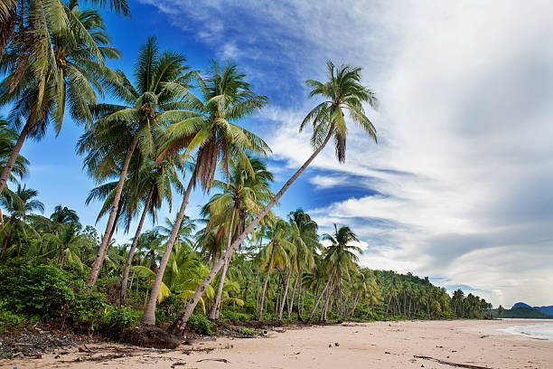 istock Beautiful beach with tropical palm 179011518
