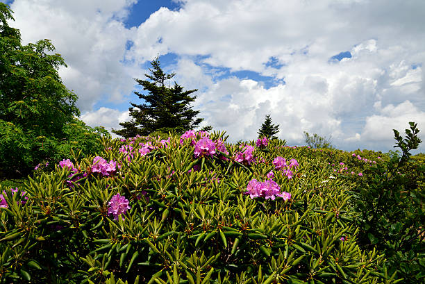 シャクナゲの花々 - roan mountain state park ストックフォトと画像