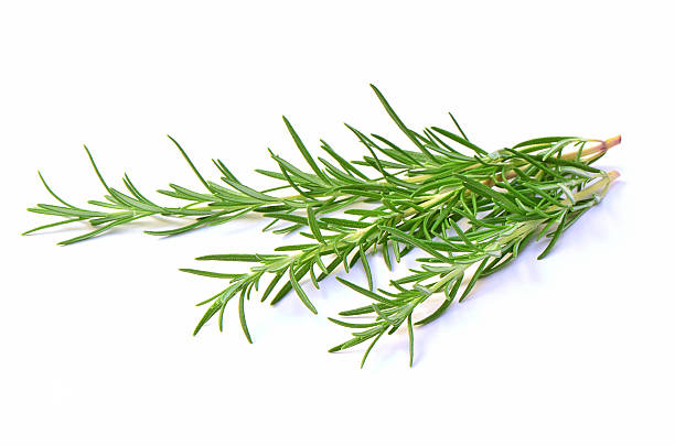 istock Fresh rosemary sprigs 179011735
