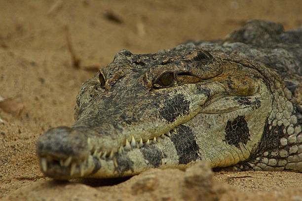 africana elegante snouted crocodilo - snouted imagens e fotografias de stock