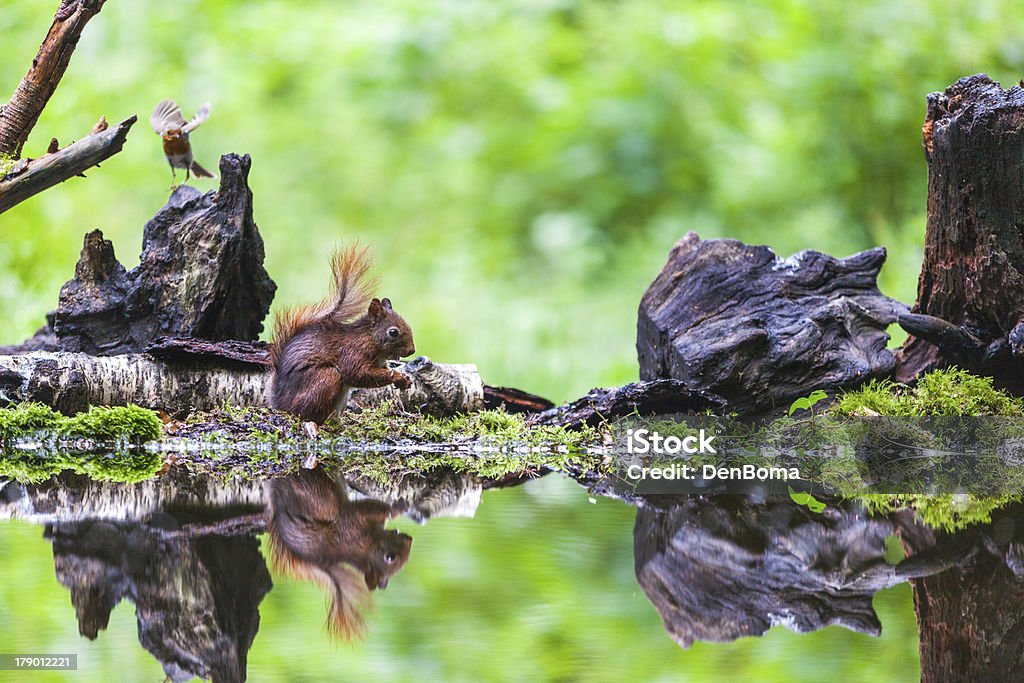 Écureuil roux, eekhoorn - Photo de Animaux à l'état sauvage libre de droits