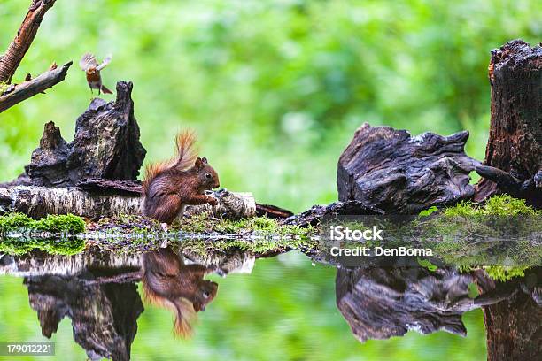 Photo libre de droit de Écureuil Roux Eekhoorn banque d'images et plus d'images libres de droit de Animaux à l'état sauvage - Animaux à l'état sauvage, Automne, Beauté