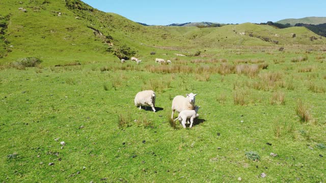 Flying close to a mother sheep with her lambs before they run away. New Zealand