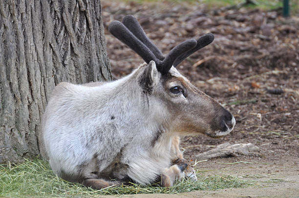 istock Bull Elk Resting in the Grass 179012373