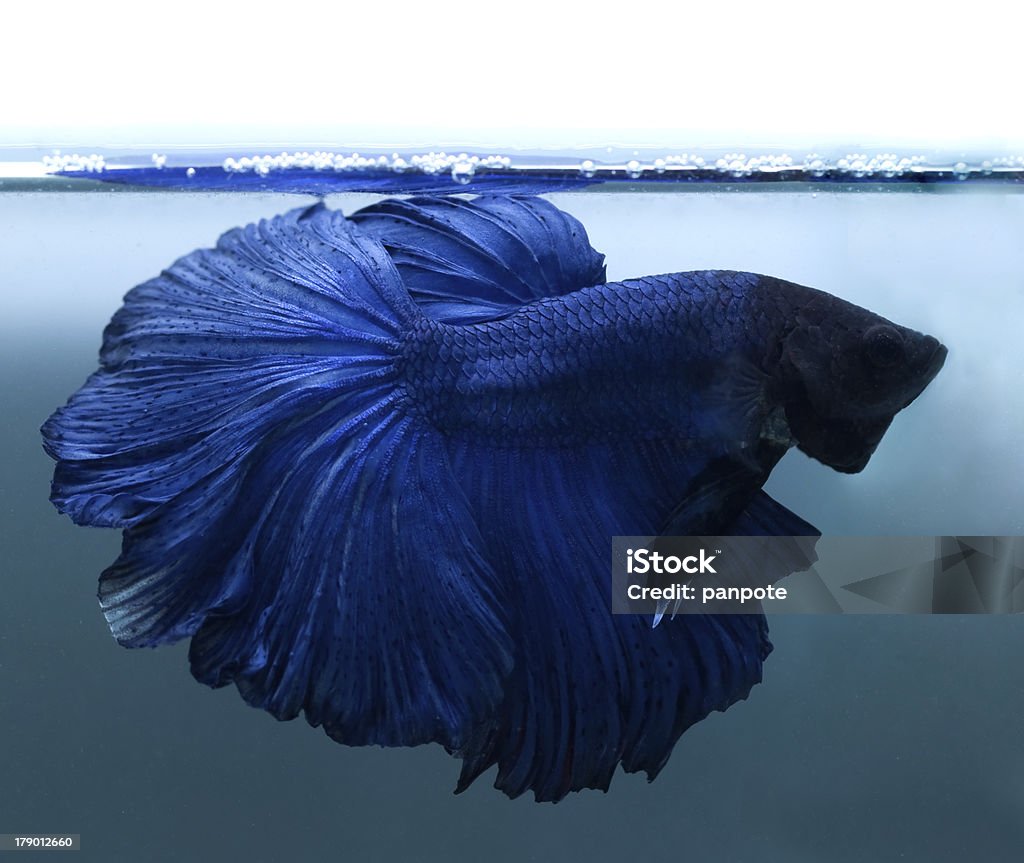 fighting fish - Lizenzfrei Aquarium - Haustierbedarf Stock-Foto