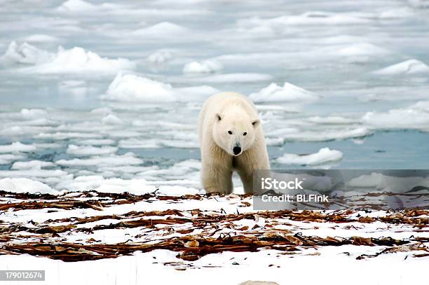 Polar Bear Stock Photo - Download Image Now - Canada, Ice, Arctic