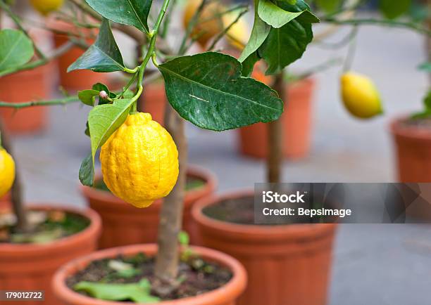 Lemons On Tree Stock Photo - Download Image Now - Agriculture, Citrus Fruit, Food