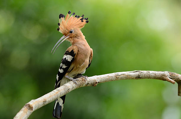 istock eurasian hoopoe (Upupa epops) 179012816