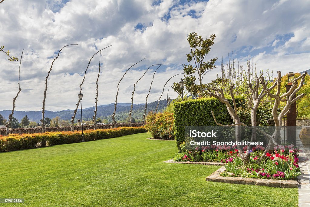 Napa primavera paesaggio - Foto stock royalty-free di Albero