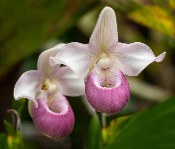showy orquídea sapatinhos (cypripedium reginae - ladyslipper imagens e fotografias de stock
