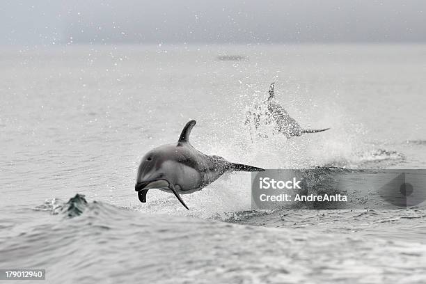 Golfinhodelaterais Branco - Fotografias de stock e mais imagens de Golfinho - Golfinho, Golfinho-de-laterais-brancas-do-Pacífico, Colúmbia Britânica