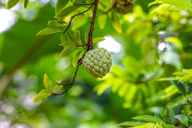 Green custard apple fruit Green sugar apple or custard apple fruit hanging on tree, Annona squamosa, Selective focus annona reticulata stock pictures, royalty-free photos & images