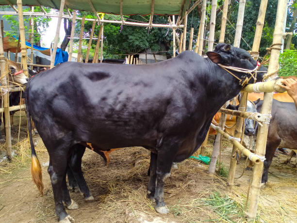 istock Girolando bull standing on a cattle market 1790130737