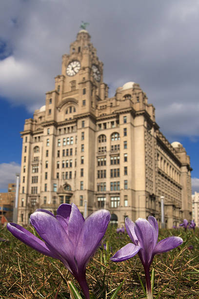 Liver Building viola - foto stock