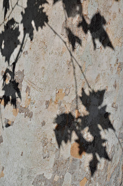 Khaki tree with shadow of the leaves stock photo