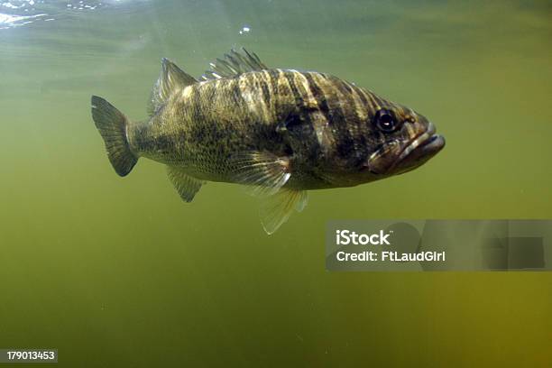 Foto de Micropterus Salmoides Peixe e mais fotos de stock de Micropterus Salmoides - Micropterus Salmoides, Debaixo d'água, Indústria da pesca