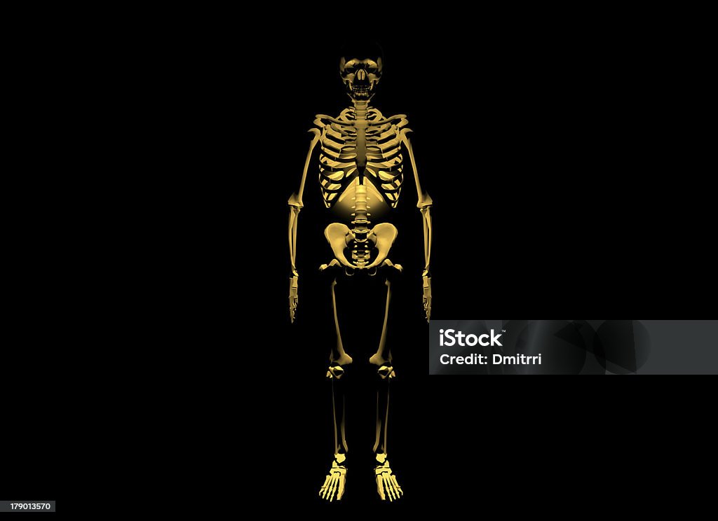 Skeleton - Foto de stock de Anatomía libre de derechos