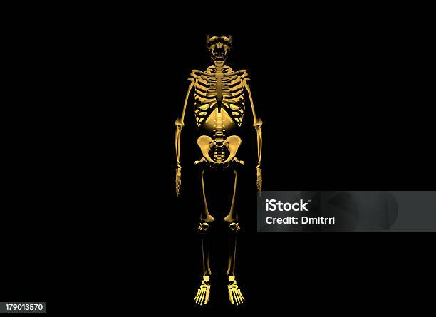 Skeleton Foto de stock y más banco de imágenes de Anatomía - Anatomía, Animal vertebrado, Asistencia sanitaria y medicina