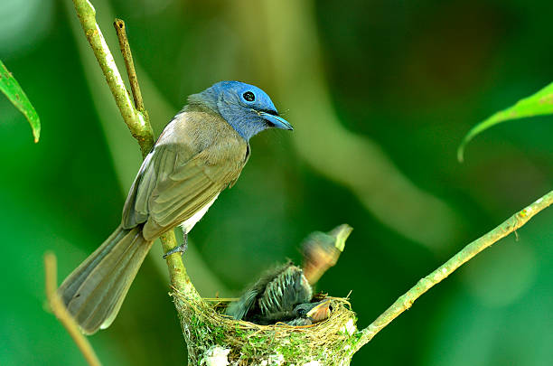 istock Black-naped Monarch or  blue flycatcher 179013630
