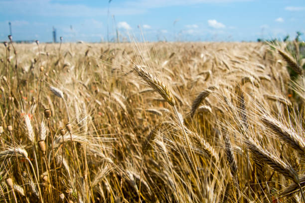istock Wheat field in summer in South Hungary 1790137520