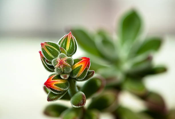 istock Flower buds ready to blooming 179013936