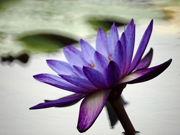 istock Lotus like oil paint. 179014095