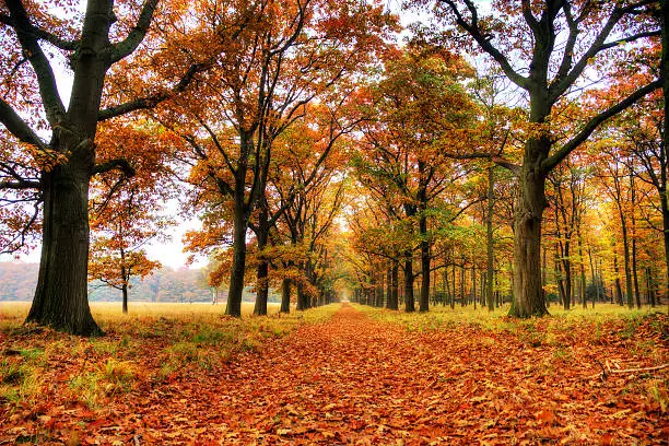 Photo of Veluwe in autumn