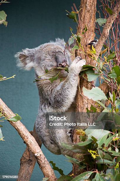 Koala Foto de stock y más banco de imágenes de Animal - Animal, Animal arbóreo, Australia