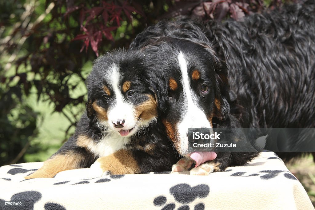 Cão Bernese Montanhês pessoa lambendo do cachorrinho - Foto de stock de Animal royalty-free