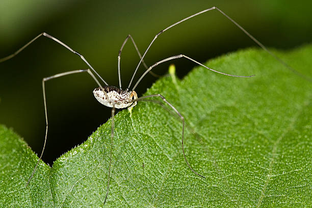 Harvestman stock photo