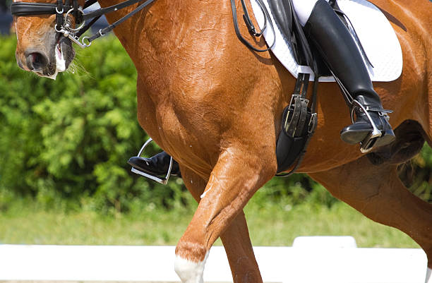 istock Dressage horse 179014828