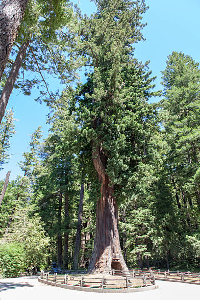 Drive through tree stock photo