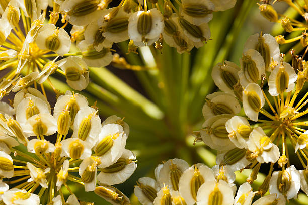 istock close up of the seeds 179015042