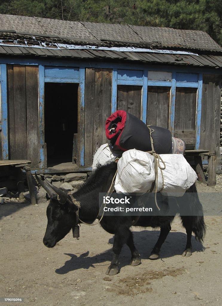 Zho tragen lugagge den Mount Everest Base Camp - Lizenzfrei Asien Stock-Foto