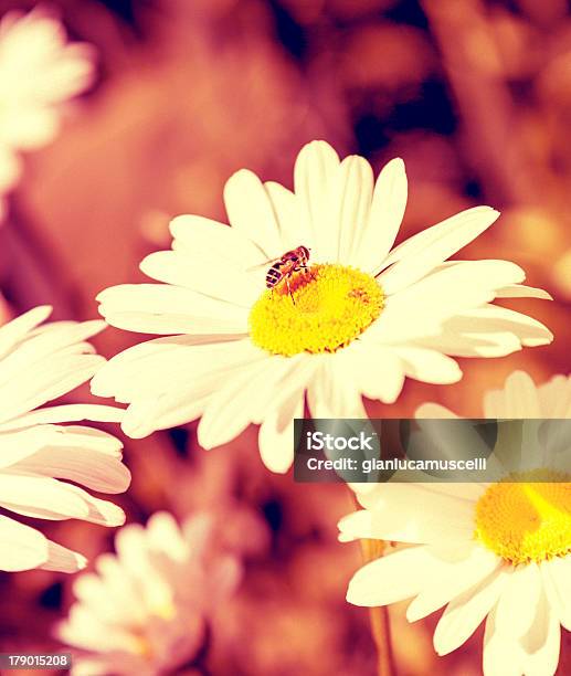 Foto de Abelha Na Flor e mais fotos de stock de Abelha - Abelha, Estilo retrô, Família da Margarida-dos-Campos