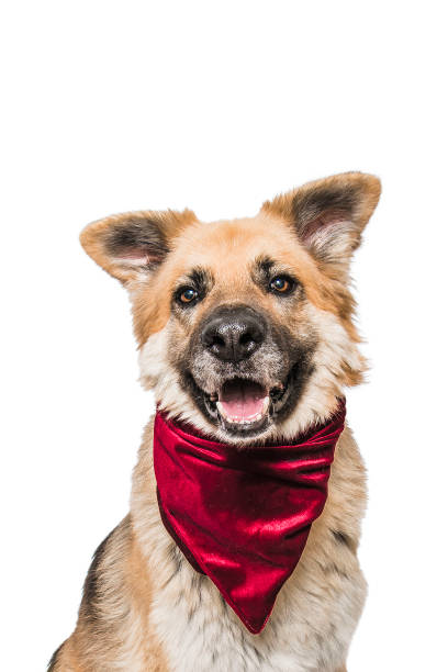 cão pastor alemão de raça mista deitado no chão vestindo bandana de veludo vermelho - bow christmas red velvet - fotografias e filmes do acervo