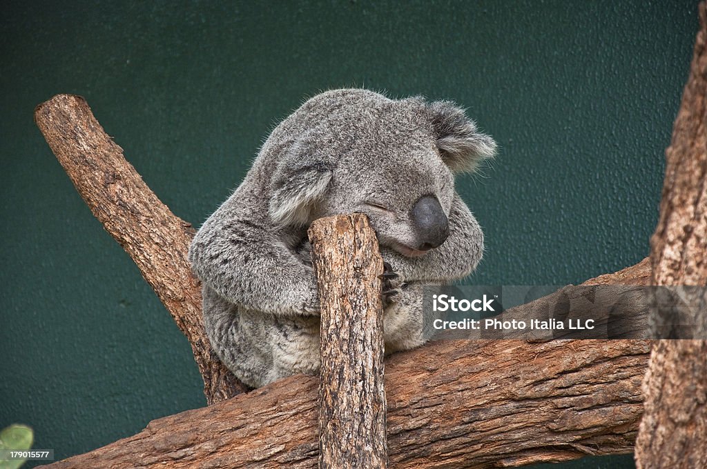 koala - Lizenzfrei Australien Stock-Foto