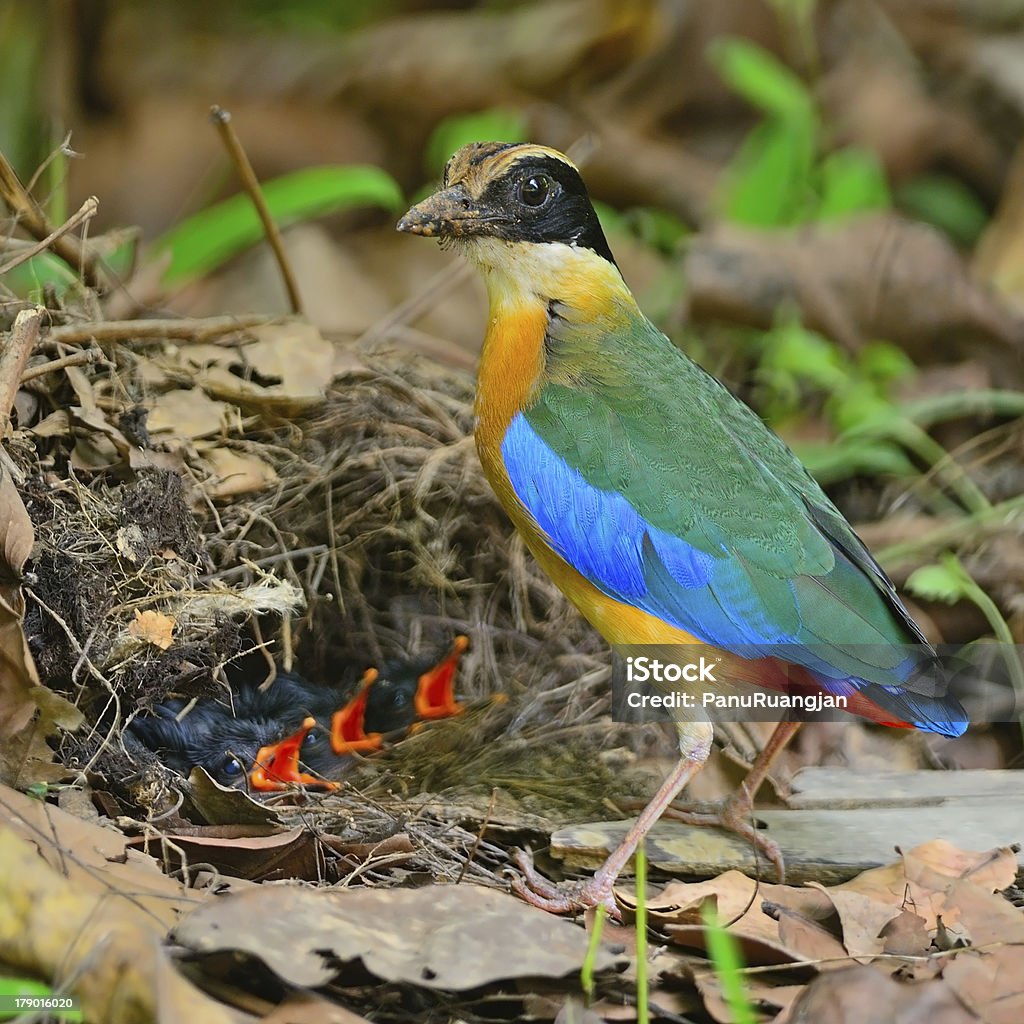 Blue-winged Pitta Colorful Pitta bird, Blue-winged Pitta (Pitta moluccensis) with its chicks on the ground Animal Stock Photo