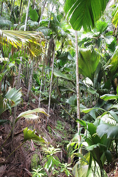 Tropical Virgin Forest, Vallée de Mai, Praslin Island, Seychelles In the Vallée de Mai virgin forest on Praslin Island, Seychelles, Indian Ocean, Africa grow Deckenia nobilis, Phoenicophorium borsigianum, Verschaffeltia splendida, Nephrosperma vanhoutteanum, Roscheria melanochaetes, Pandanus screw palm, Chrysobalanus icaco also known as e.g. latanier palm, thief palm millionaire's salad, or stilt palm. chrysobalanaceae stock pictures, royalty-free photos & images