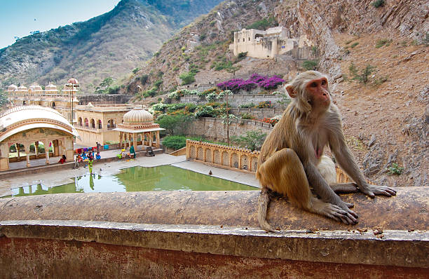 Monkey Temple nearby Jaipur, India.