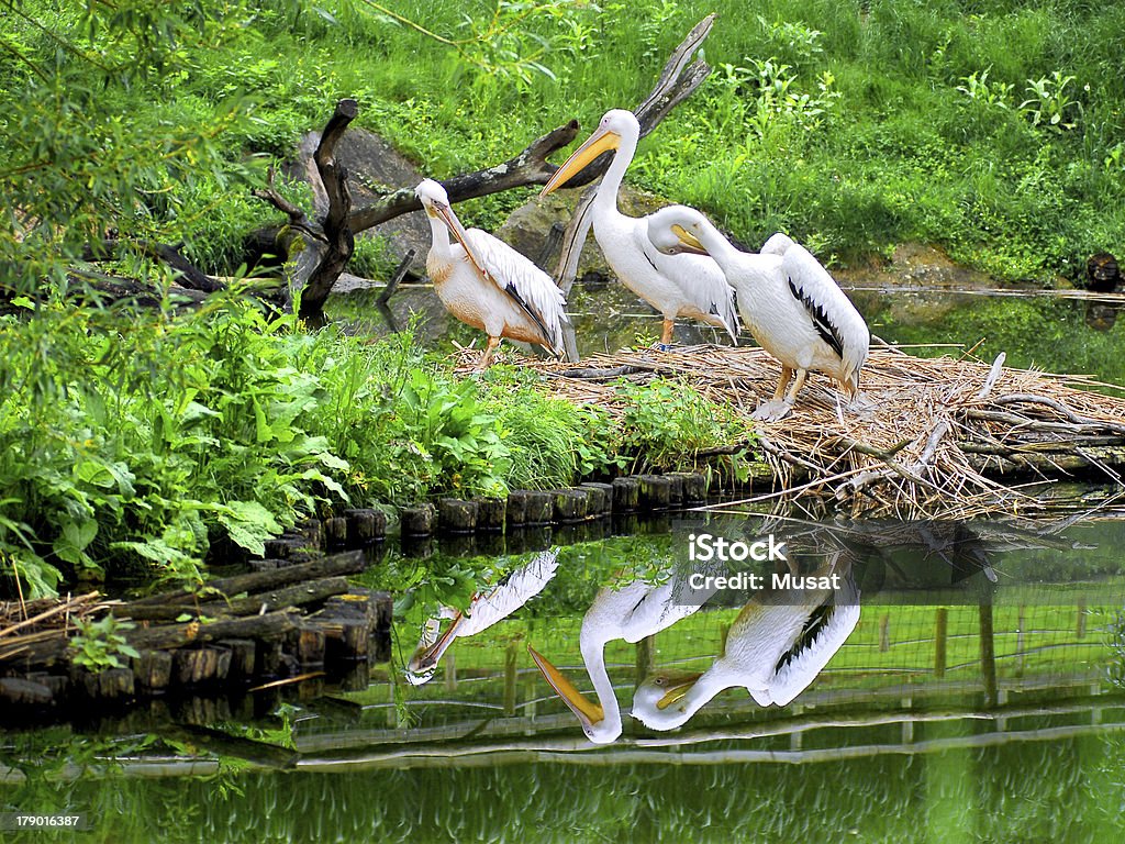 Tre pelicans - Foto stock royalty-free di Acqua