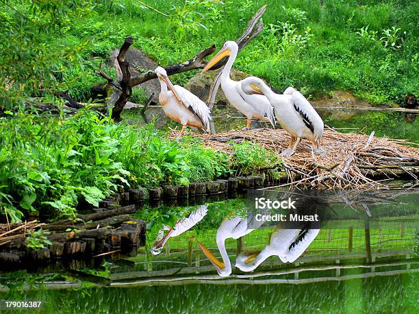 Trzy Pelicans - zdjęcia stockowe i więcej obrazów Biały - Biały, Dziób - Pysk, Fotografika