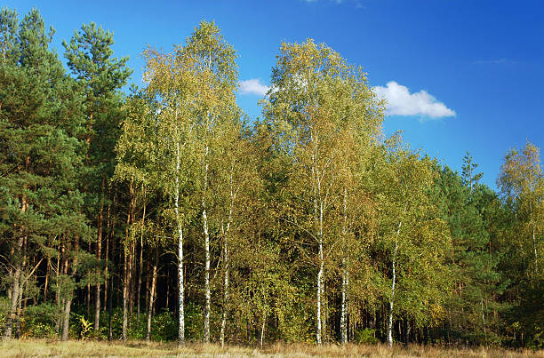 istock birch grove in the autumn 179016422